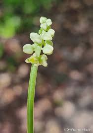 Image result for Drimiopsis barteri