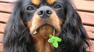Welcome to luxxar cavalier king charles spaniels, a breeder located between dallas and fort worth in arlington, texas. Cavalier King Charles Spaniel Club