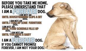 Double Dot A Future Forever Dog Dogs Dog Love I Love Dogs