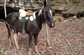 Presently, it is a popular pleasure riding and show horse, and is relatively a. Tennessee Walking Horse Information And Pictures Petguide