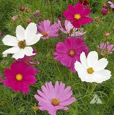Cosmos Sensation Mixed Google Search Cosmos Plant Cosmos Flowers Flower Seeds