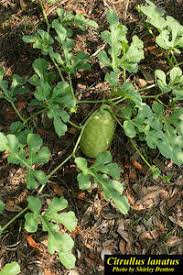 Image result for Citrullus lanatus