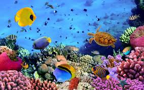Best time to go is early august, but if you go now you won't disappointed. Beautiful Underwater Wallpapers Top Free Beautiful Underwater Backgrounds Wallpaperaccess