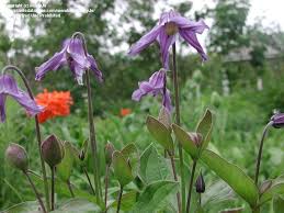 Image result for Indigofera ischnoclada