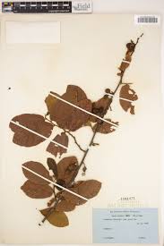 Image result for Grewia forbesii