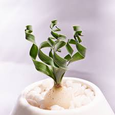 Image result for Albuca