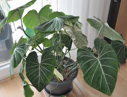 Philodendron Gloriosum Philodendron Planting Flowers Variegated Plants