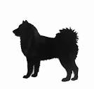 Just dog proof ?- or Samoyed proof: The Black Samoyed