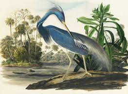 The large cacti have a small surface area to volume ratio, which. Blue Heron Art Print Elsje Design Decor Studio