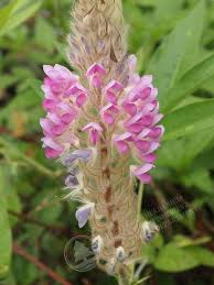 Image result for Rhynchosia ferruginea