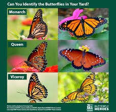 Quiz Will These Monarch Look Alikes Fool You The
