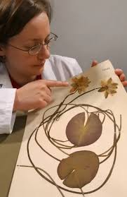 Candid Water Lily Nymphaea candida Specimen by Fran Kern. Art Prints,  Posters & Puzzles from Mary Evans