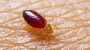 Bébé punaise de lit photo. Les Punaises De Lit