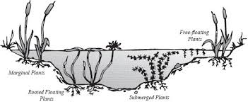 Proof that life can bloom in any condition. Building A Small Water Garden Deep Green Permaculture