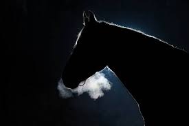 Can Horses See In The Dark Your Questions Answered Pet Keen