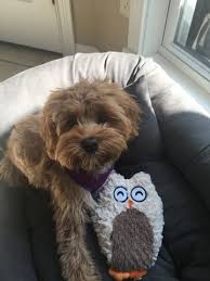 They are eating wet and dry puppy food and learning to use the peepee pad. Cavapoo Puppy For Sale In Cincinnati Oh Adn 39979 On Puppyfinder Com Gender Female Age 5 Months Old Cavapoo Puppies For Sale Puppies For Sale Cavapoo