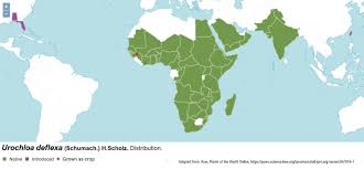 Image result for Urochloa deflexa