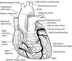 The apex (apex cordis) is directed downward, forward, and to the left, and is overlapped by the left lung and pleura: The Anatomy Of The Human Heart Dummies