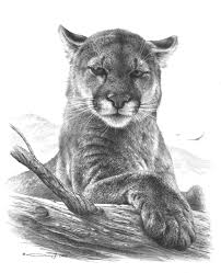 Black And White Lion Tattoo Realistic Pin By Aj Boggs On Realistic Wildlife Pencil Drawings By Denis Mayer Jr Big Cat Tattoo Animal Drawings Animal Tattoos