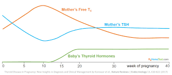 Tsh Levels During Pregnancy Chart Detailed Thyroid Normal