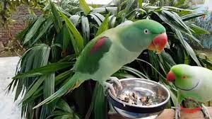 Birds Of India | Bird World: Alexandrine Parakeet