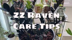 A few larger stalks had been cut, i'm assuming for shipping purposes, but that does not hinder the appearance of. Zz Raven House Plant Care Tips Zamioculcas Zamiifolia Raven Zz Propagation How To Grow Youtube
