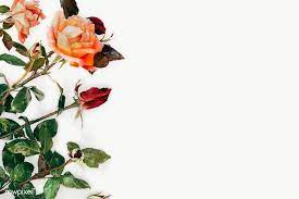 Download Premium Png Of Red And Orange Roses Element Transparent Png Orange Roses Pink Rose Png Yellow Peonies