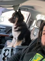 Haywood County NC Animals Lost&Found