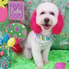 Will an acan head with a clipped edge grow back?