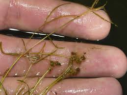 Image result for Potamogeton pusillus
