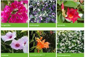 We deliver the best quality artificial palms, ferns bamboo, agaves, cycads, orchids, tulips and more to metropolitan brisbane and regional areas of queensland. Best Climbing Plants For A Pergola