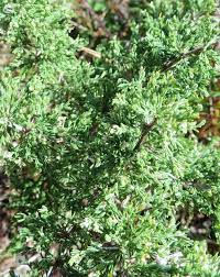 Image result for Asparagus flavicaulis