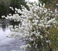 Check spelling or type a new query. Serviceberry Is A Small Tree Native To The Appalachians White Flowers Appear In Early Spring Before The Leaves Flowers G Shrubs Wild Flowers Flowering Shrubs