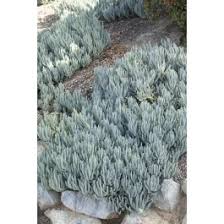 Image result for tbn:HNtrRnQBmFuaxM::www.bluechopsticks.com/img_large/800CC_0805S1015.jpg