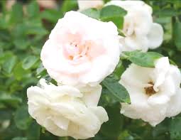 Yang pertama adalah gambar bunga mawar yang mempunyai kelopak bunga berwarna pink pink. Bunga Mawar Putih Steemit