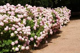 We love a flowering shrub that attracts the attention of neighbors that pass by or friendly. Flowering Hedges Medium And High Best Landscape Ideas