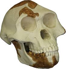 The best known specimen of this australopithcine is the famous > donald johanson with the lucy skull (australopithecus afarensis. Australopithecus Characteristics Facts Britannica