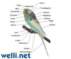 Eine zuchtgenehmigung für wellensittiche ist seit 2014 nicht mehr notwendig. Anatomie Von Wellensittichen