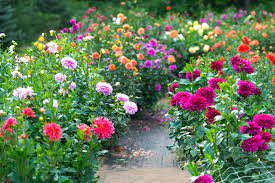 How to care for dahlias + growing tips may 11, 2021 Dahlia Flowers How To Grow Cut And Arrange Them Better Homes Gardens