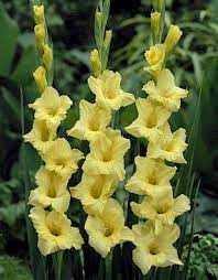 Gladiolus Gladiolus Gladiolus Flower Bulb Flowers