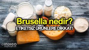 Brusella Nedir Belirtileri Neler Tedavisi Nasil Saglik