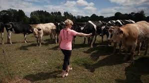 They are often men ages 45 to 54, working in animal husbandry.credit.pierre terdjman for the new york times. Quiet Epidemic Of Suicide Claims France S Farmers The New York Times