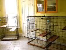 Dog and cat daycare at barkz in olean ny. Cat Boarding