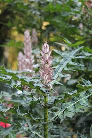 Image result for Acanthus montanus