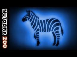 Zebra Gerausch Zebra Lachen Tiergerausche Zebra Youtube Animal Sounds Zebra Animals