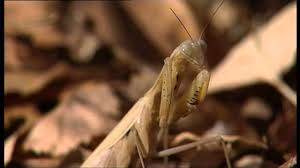 They all look similar to the praying mantis insect, even some appearing as glowing plasma, while others are reported to have humanoid bodies with mantis faces. Alien Insect Praying Mantis Top Documentary Films