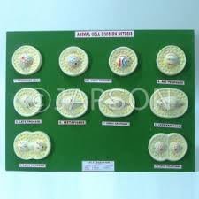 Plant and animal cells repeatedly undergo mitosis to grow and rejuvenate tissues. Model Animal Mitosis