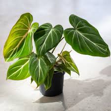 Image result for Philodendron