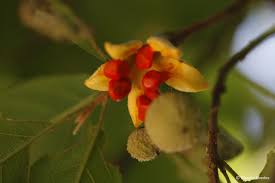 Image result for Kiggelaria africana