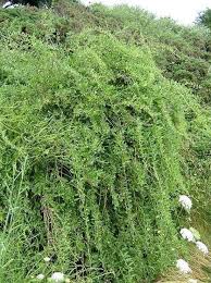 Image result for Lycium